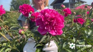 Свиточ пион. Пулково сад