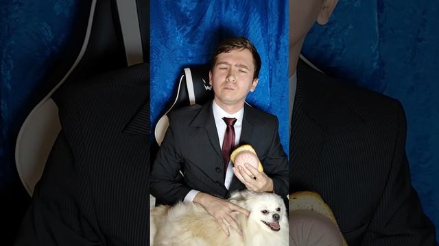 Собаки сорвали обращение дорогим друзьям! #ставрополь #новыйгод #шпиц #пудель #сочи #москва #казань