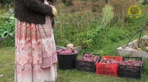 Выращиваем Батат во Владимирской области - полный цикл. 36кг из одного клубня.