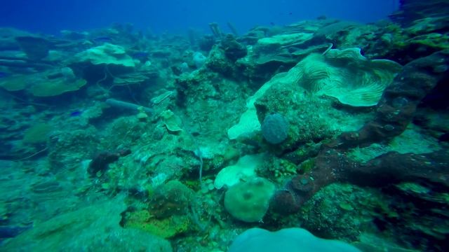 Canto Chiquito Dive Site Guardalavaca Cuba смотреть онлайн