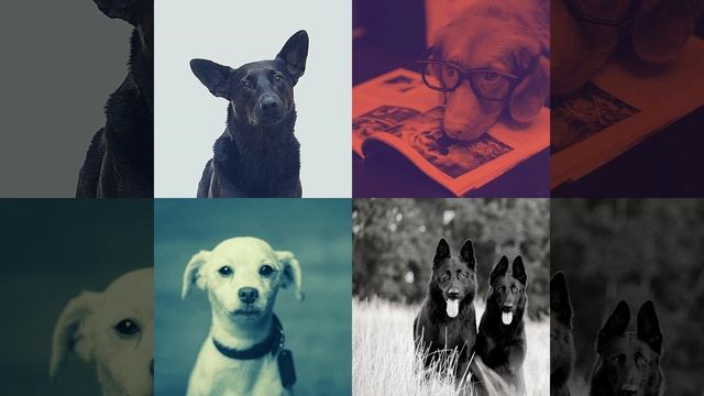 Впечатление (Спокойные собаки) смотреть онлайн