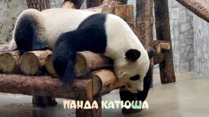 Панда Катюша в Московском зоопарке