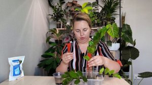 Замиокулькас нарастил корни в воде/посадка в самозамешанный грунт