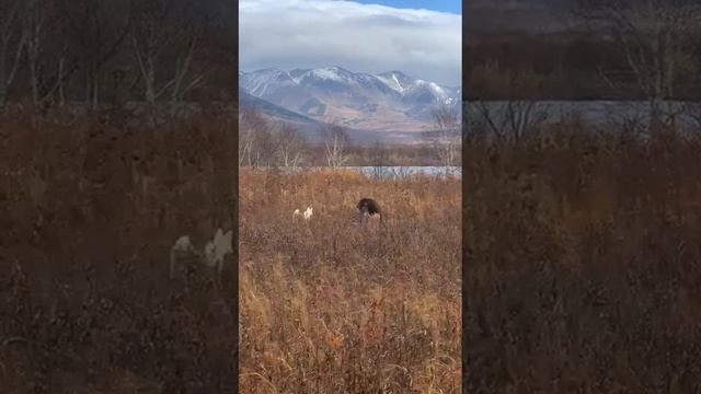 Медведица с медвежатами на Начикинском озере. Камчатка. Экология, просвещение, экотуризм.