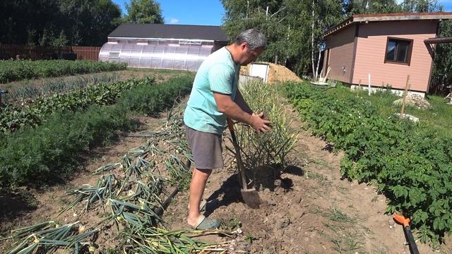 Уборка чеснока и лука или дурака работа любит. смотреть онлайн