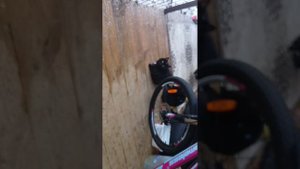 видео про моих уличных котов