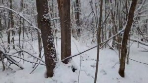 #142 охота на куницу с лайками