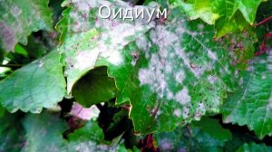 Спасаем виноград от болезней.Чем обработать перед созреванием?