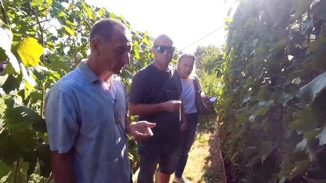 🔴🔴2-Я ЧАСТЬ. Шикарный Виноградник за 3 Года. Виноград Беларуси. Виноградник семьи Карась. grapes