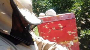 Не добрые пчёлы