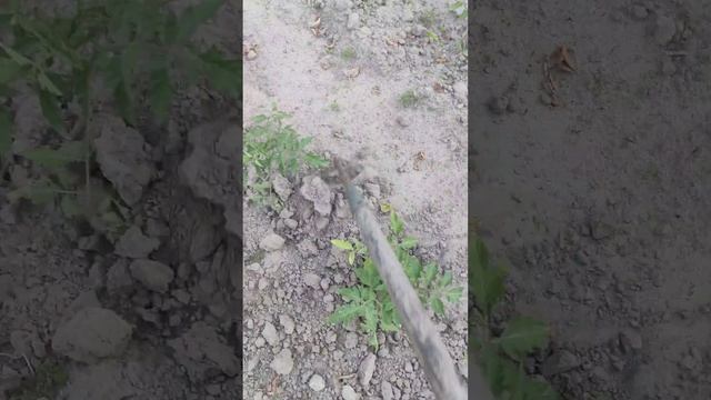 5 июня 2024 г.Прошло 10 дней томаты принялись ! Что делаем дальше ?!