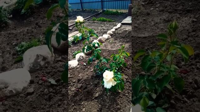 Пышное цветение роз.