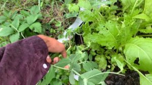 Longevity Spinach (Gynura Procumbens) & Mammoth Melting Snow Pea Harvest!