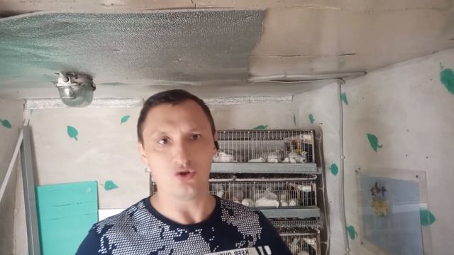 Рентабельность моих перепелов.