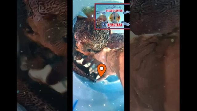 Шерсть, дерзай!