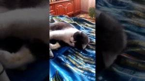 Кот против тигра. Победила дружба
