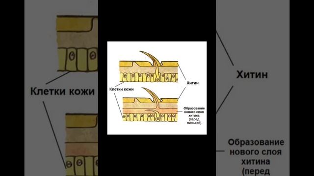 Забери  для ЕГЭ, читай описание #биологияегэ #биология_с_рязановой