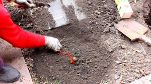 ПОСАДКА винограда весной. С закрытой корневой системой.