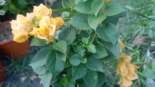 Beautiful bougainvillea plants /wholesale price/Rare variety collection смотреть онлайн