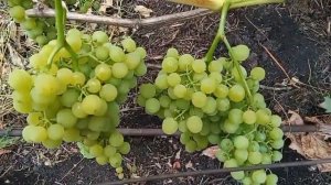 Виноград «КОРОЛЕВА ПАРИЖА». Виноградник Шакуровых. Ульяновская область