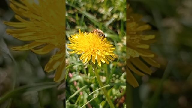 Пчёлы собирают нектар с одуванчика смотреть онлайн