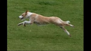 Большой португальский поденгу