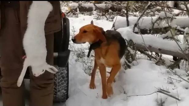 ОХОТА НА ЗАЙЦА. Русские гончие Свирель и Аргон 1г.5 мес. вл. Шатров В.А. #охотасгончей#топ#hunting