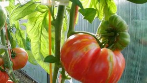 Томат Винтаж вайн. Сладкий биколор!