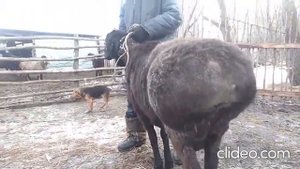 взвешивание овец после зимовки