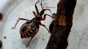 Клоп хищнец - жук убийца