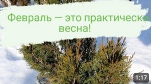МОИ МОЖЖЕВЕЛОВЫЕ МАЛЫШИ ЖДУТ ВЕСНУ🌲🤗