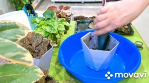 КОМНАТНЫЕ РАСТЕНИЯ(ЦВЕТЫ).ЦВЕТОЧНЫЕ ДЕЛА.