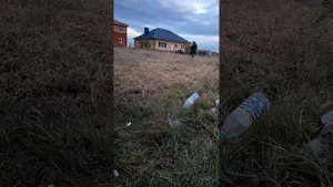 сидераты и сорняки к зиме! всем капец