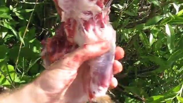 Охота на сурка. Как вырезать железы у сурка? Научим! смотреть онлайн