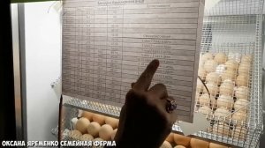 РЕЖИМ инкубации / Инкубация БРОЙЛЕРОВ/ Пошаговая инструкция