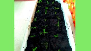 Почва для рассады.Как нас обманывают.  Выход.