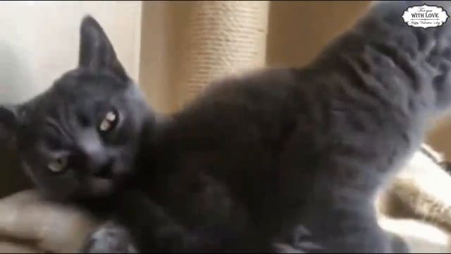 Прикольчики