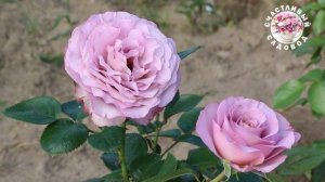 КАК ЗАЩИТИТЬ САД ОТ ВОЗВРАТНЫХ ЗАМОРОЗКОВ? ЗАЩИТА РОЗ ОТ ЗАМОРОЗКОВ НОВЕЙШИЕ КРИОПРОТЕКТОРЫ