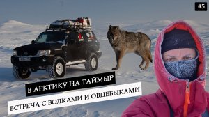 Путешествие в горы Таймыра. Встреча с полярным волком и овцебыками. Тайна лагеря ГУЛАГ в Арктике #5