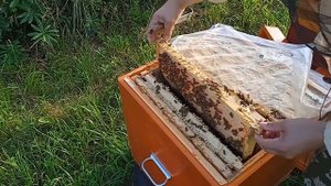 Катастрофа сезона 2023 или время, когда действительно нужен Пчеловод. Итоги по мëду.