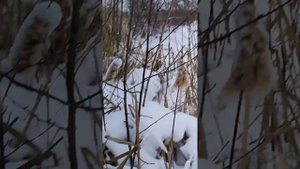 солонец для зайца•обзор на пойманного зайца