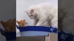 Я и мой будильник