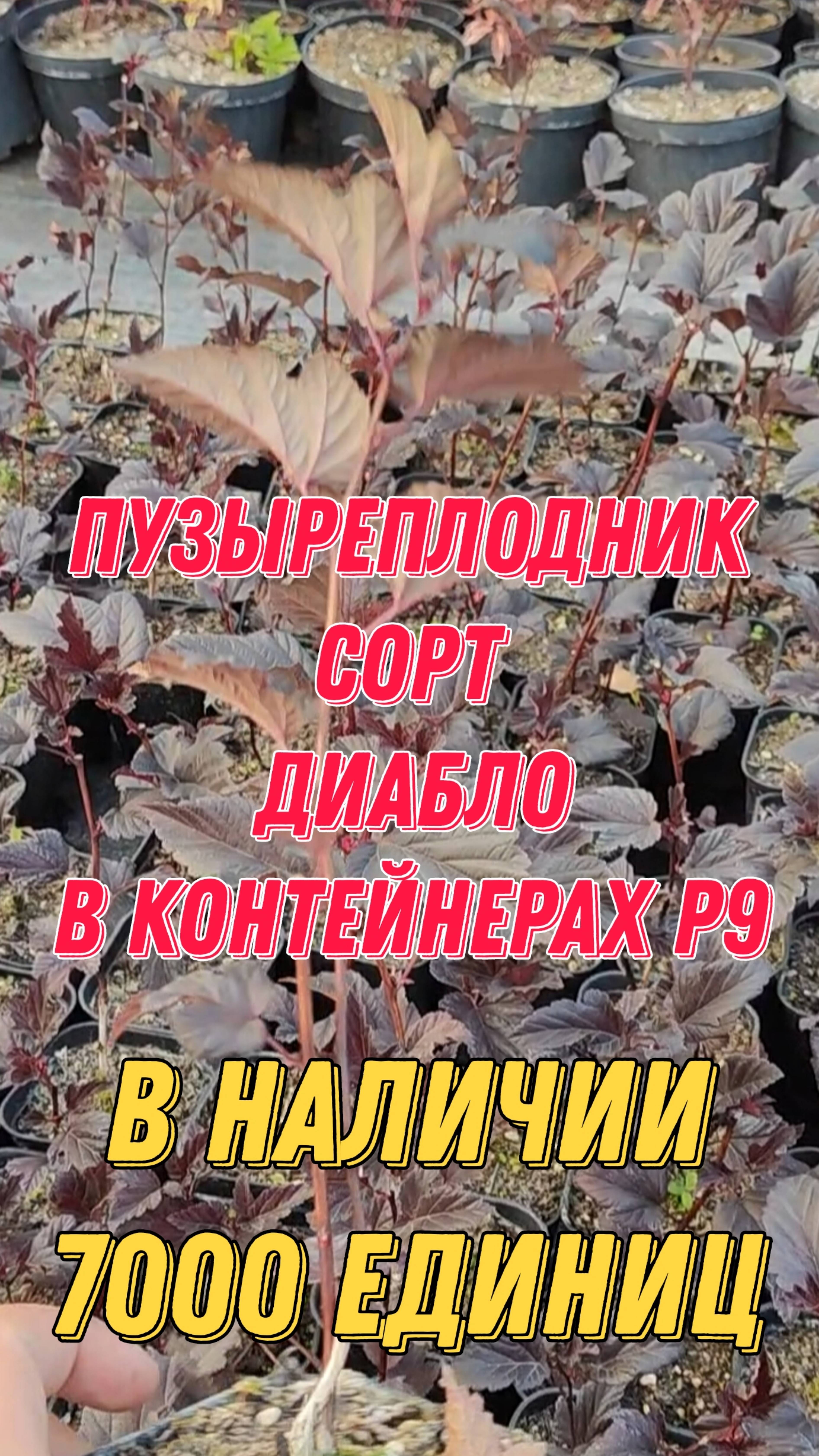 Пузыреплодник сорт "Диабло" в контейнерах P9. В наличии 7000 единиц. What's App +79257080011 смотреть онлайн
