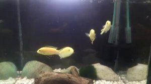 Лабидохромис Еллоу