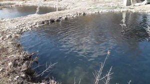 Озгон Кара кулжа балык чарба радужный форель сатылат 350г. 0559181835