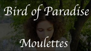 Bird of Paradise (Pt.ll) - Moulettes cover