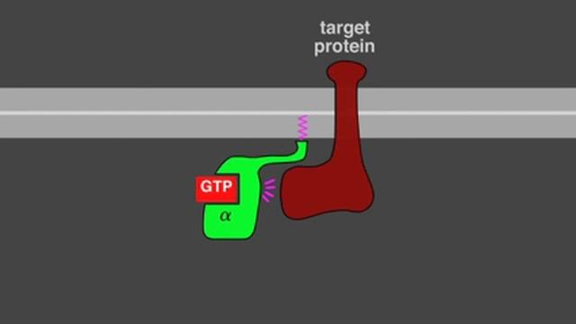 15 1 G Protein Signaling смотреть онлайн
