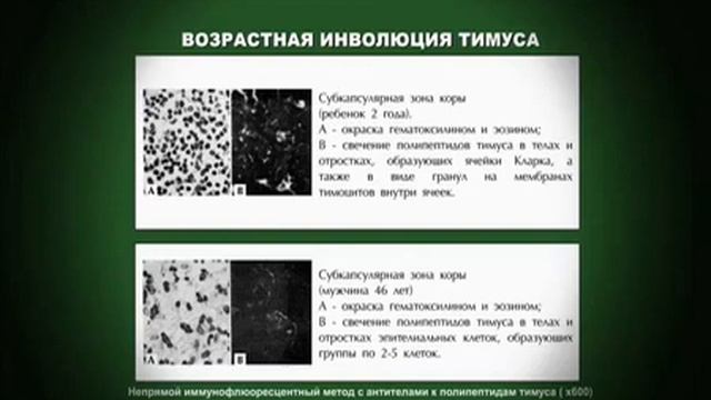 'Наномедицина и видовой предел человека', фильм Владислава Быкова