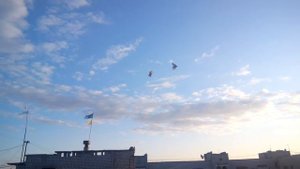 Старониколаевские торцовые голуби г Бердичев 2015