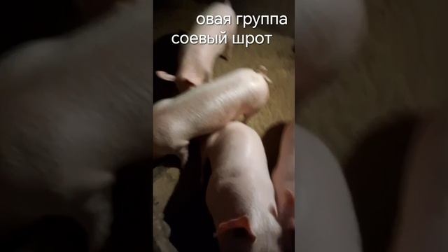Постоянный клиент прислал видео отчёт по развитию поросят 3х породного гибрида ландрас темпо КБ смотреть онлайн